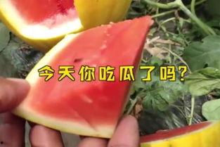 娱乐吃瓜名字大全